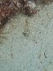 �P�C�\���ɂ�